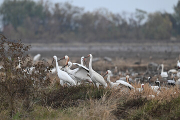 flock of seagulls on the lake