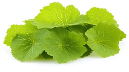 Vibrant Green Leaves of Centella Asiatica Displaying Freshness and Natural Beauty