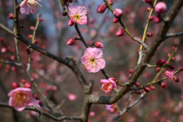 pink plum blossoms on the branch in the garden in sunny day