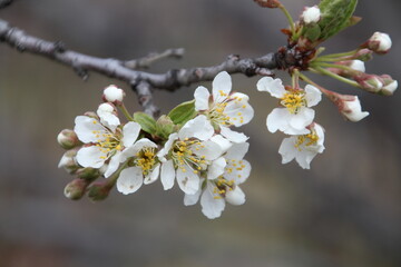 Blooming Tree Of Spring