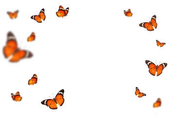 Beautiful monarch butterfly isolated on white background. Set of Big Monarch butterflies, isolated on white background. Tawny Coster (Acraea violae) Acraea terpsicore.