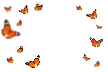 Beautiful monarch butterfly isolated on white background. Set of Big Monarch butterflies, isolated on white background. Tawny Coster (Acraea violae) Acraea terpsicore.