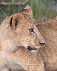 Young Lion Portrait