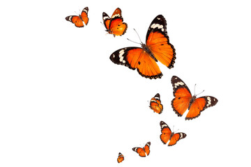 Beautiful monarch butterfly isolated on white background. Set of Big Monarch butterflies, isolated on white background. Tawny Coster (Acraea violae) Acraea terpsicore.
