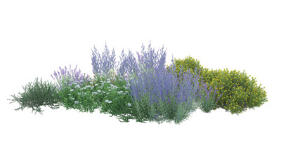 lavender isolated on white background