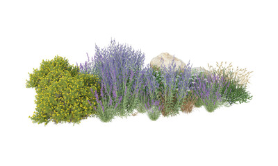 lavender isolated on white background