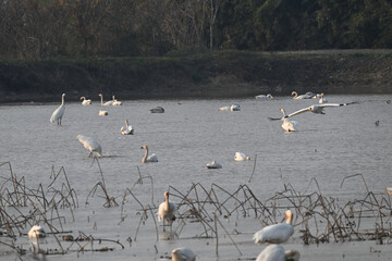 seagulls on the beach