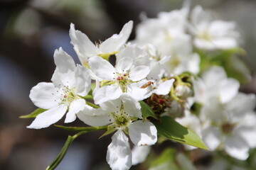 apple tree blossom
