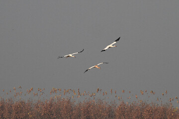 flock of seagulls