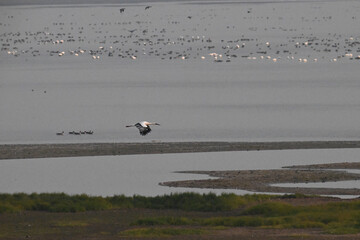 birds on the beach