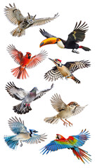 Fototapeta premium PNG flying bird element set, transparent background
