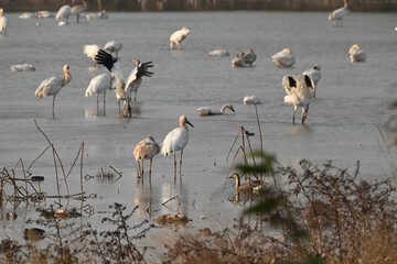 great blue heron ardea cinerea