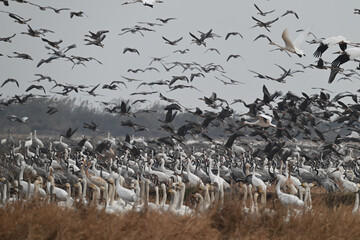 seagulls on the beach