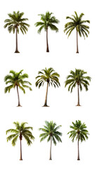 Fototapeta premium Tropical palm tree png cut out set