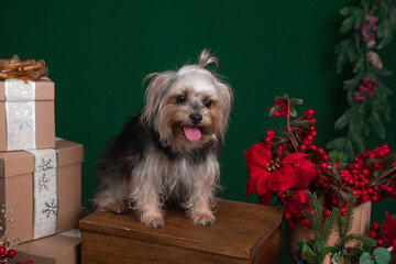 Old mixed breed dog on christmas photoshoot set
