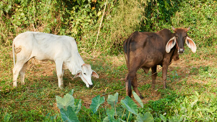 Humped Cows in a Traditional Thai Village &ndash; Unique Livestock