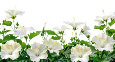 PNG White hibiscus flowers blossom anther herbal.