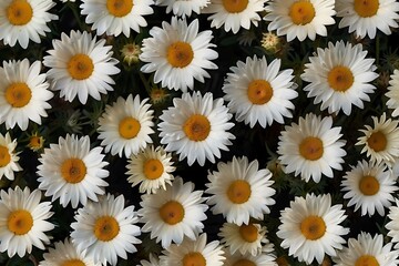 daisies