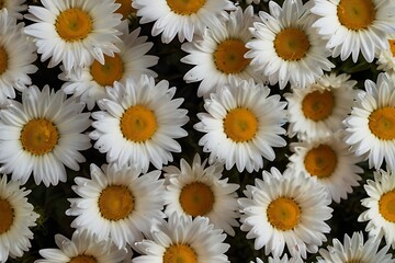 daisies