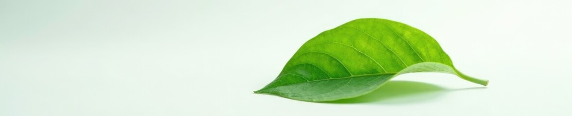 Obraz premium A lone Senna siamea leaf unfurls its intricate veins on a pristine white surface, leaves, siamea, closeup