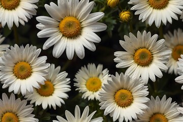 daisies