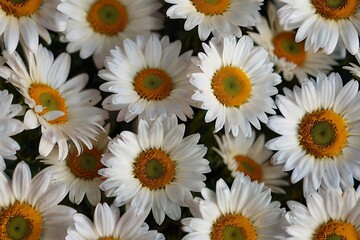 daisies