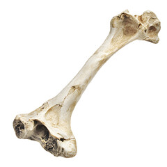 Fototapeta premium bone