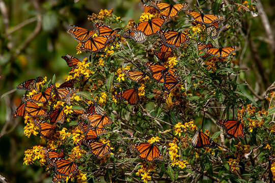 Monarch butterfly (Danaus plexippus) Methuselah in the Monarch Butterfly Biosphere Reserve in Rosario, Michoacan