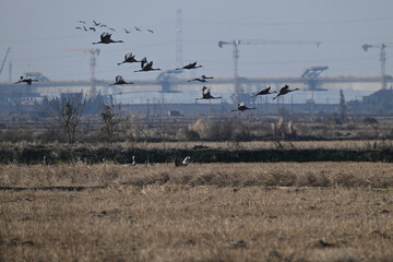 geese in flight