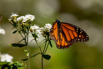 Monarch butterfly (Danaus plexippus) Methuselah in the Monarch Butterfly Biosphere Reserve in Rosario, Michoacan