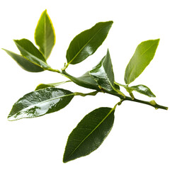 Naklejka premium branch with green leaves