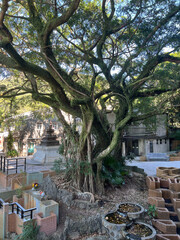 Tree at Po Lin Monastery
