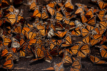 Monarch butterfly (Danaus plexippus) Methuselah in the Monarch Butterfly Biosphere Reserve in Rosario, Michoacan
