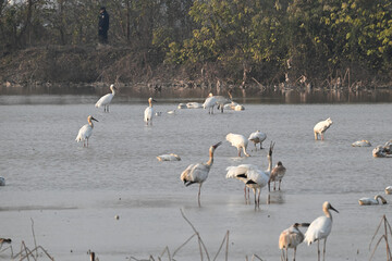 white heron in flight