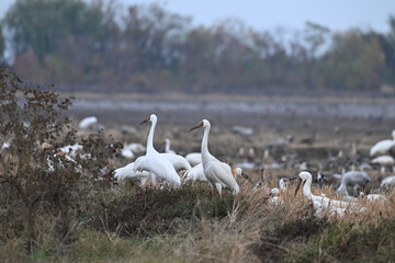 swans on the river