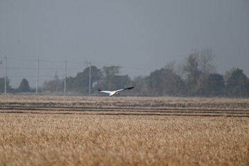 white stork in the field