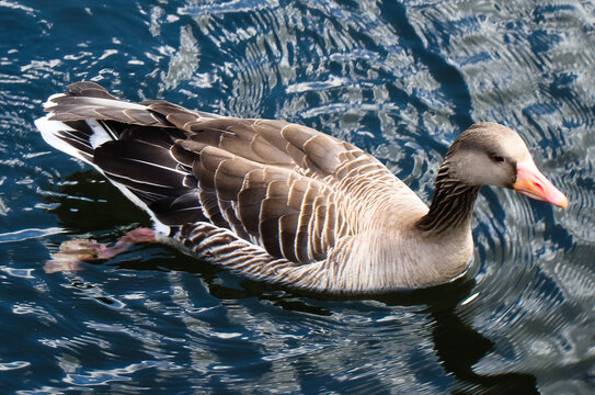 Canada Goose moving in clearn water
