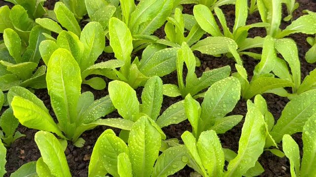 Closeup organic green cos lettuce fresh growing in the garden.