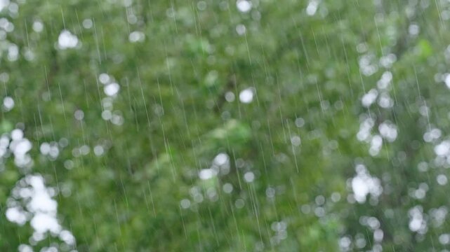 Green background. Rain on long exposure. Garden and drops of a rain. Trees in defocus.