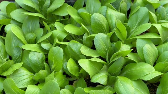 closeup bok choy or pak choi in the garden.