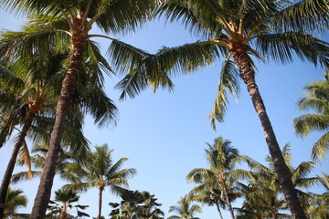 Hawaiian coconut palm trees background