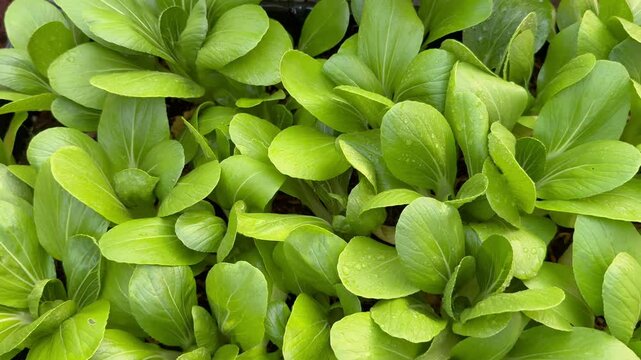 closeup bok choy or pak choi in the garden.