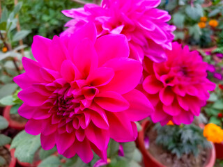 Fototapeta premium Selective focus of purple pink flower in the garden, Dahlia pinnata is a genus Dahlia family Asteraceae, It is species of the genus and is widely cultivated, Nature floral background.