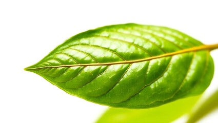 Obraz premium Green Cocoa Leaf Isolated on a Clean Background