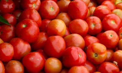 fresh red tomatoes at the traditional market