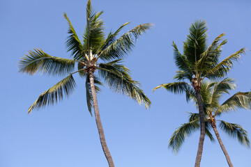 Hawaiian coconut palm trees background, room for copy