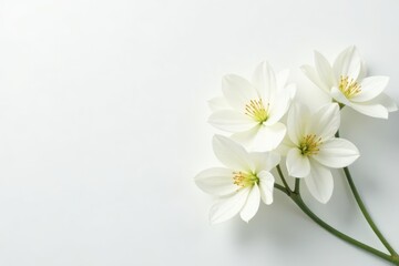Obraz premium Four white flowers, simple elegant composition, pure white background, floral arrangement, still life, design
