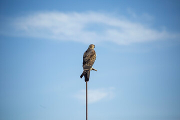 Red-backed Buzzard on a perch with a blue background