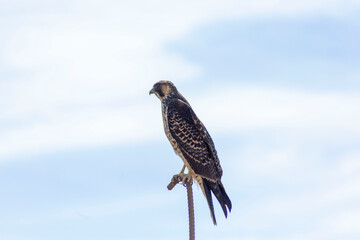 red tailed hawk