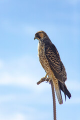 red tailed hawk perched on branch